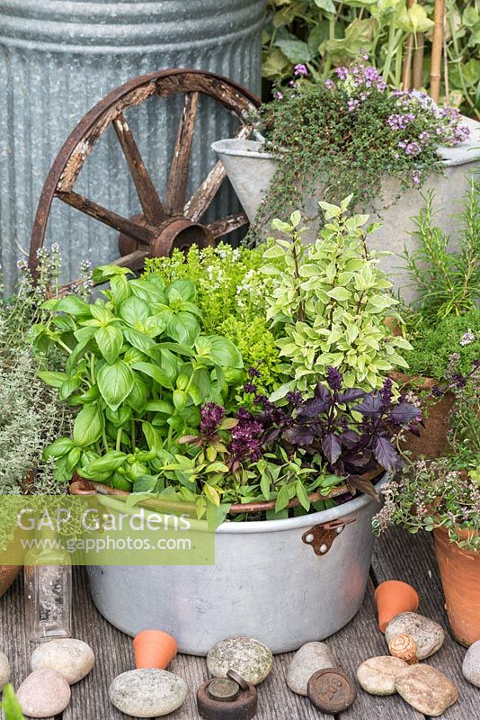 Poêle en aluminium plantée de cinq variétés de basilic, de droite à gauche: Pesto Perpetuo, Purple, Thai, Sweet et Greek.