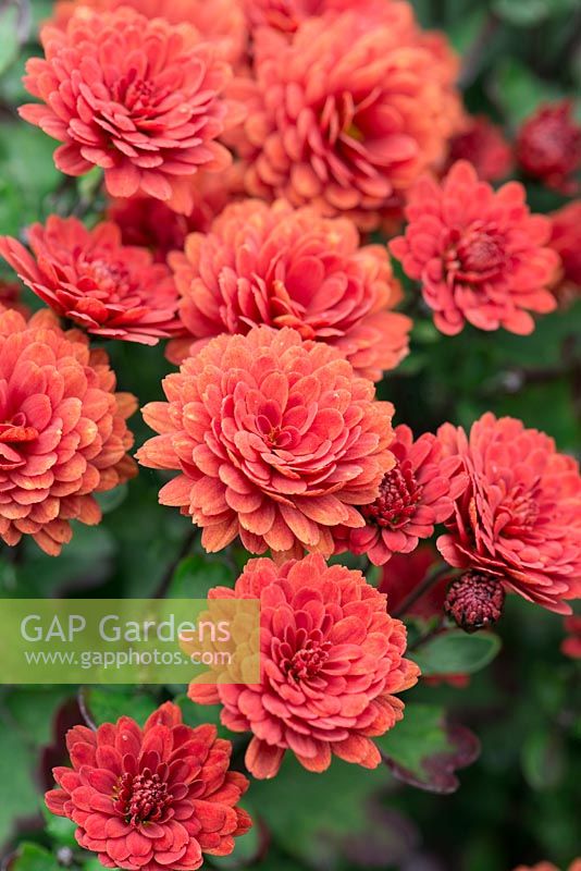 Chrysanthème 'Ray's Red', une plante vivace compacte à petites fleurs de pompon.