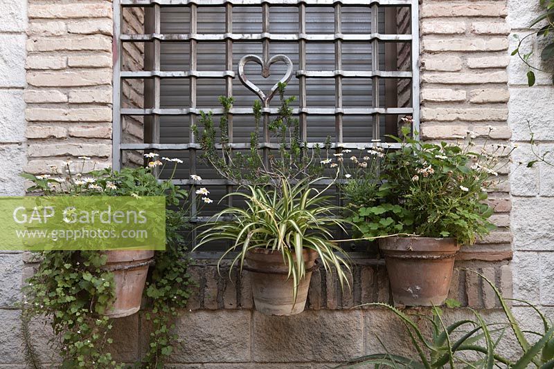 Chlorophytum comosum 'Variegatum' poussant dans de vieux pots en terre cuite sur fenêtre avec grille design coeur, Cordoue, Espagne