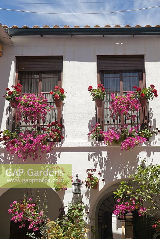 Pélargoniums et pétunias dans des jardinières sur le devant de la maison - mai, Cordoue, Espagne