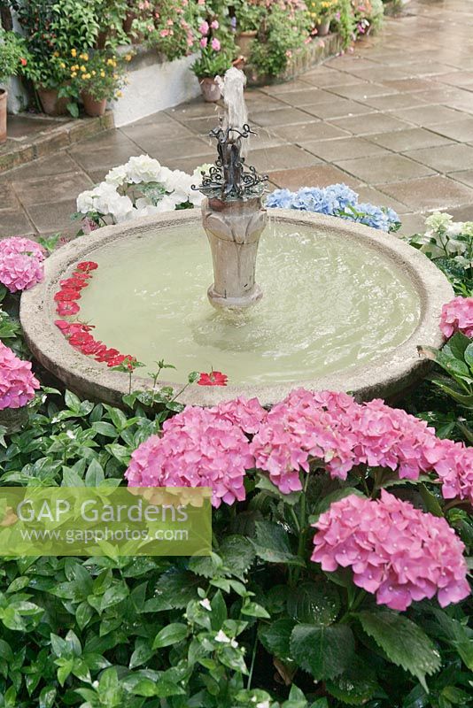 Hortensias plantes entourant la fontaine d'eau dans le jardin de la cour, Cordoue, Espagne