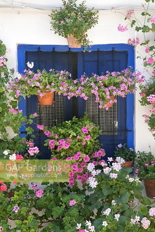 Pétunias et pélargoniums dans des pots en terre cuite sur un mur de patio blanc avec fenêtre peinte en bleu. Cordoue, Espagne.