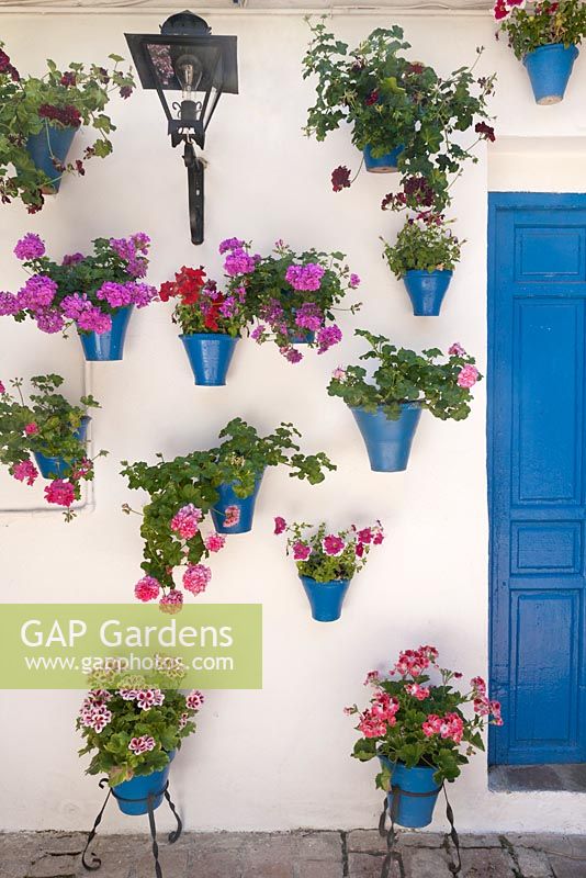 Pélargoniums et pétunias dans des pots peints en bleu sur les murs de la maison blanche dans le jardin de la cour, Cordoue, Espagne