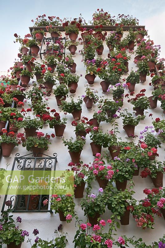 Pelargoniums dans des pots en terre cuite couvrant le mur blanc de la maison, Cordoue, Espagne
