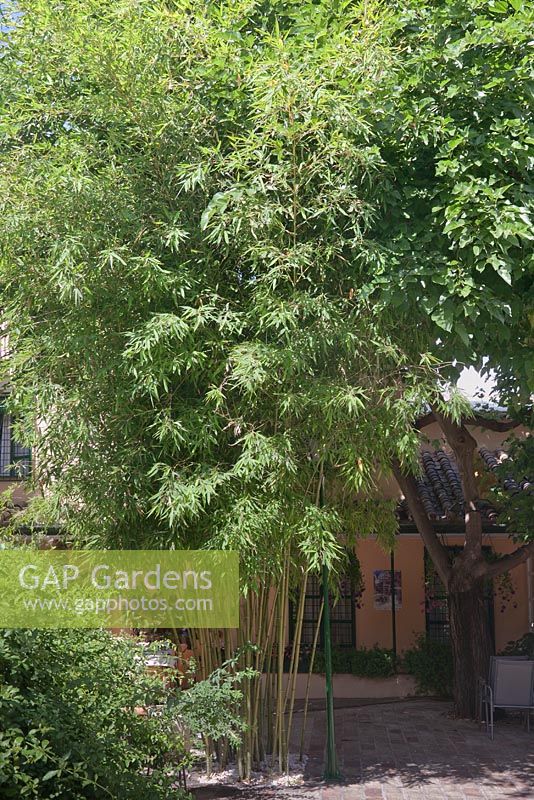 Bambou mature poussant dans un patio en brique rouge, Cordoue, Espagne