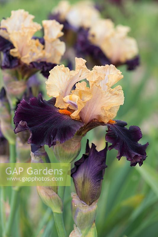 Iris 'Foreign Legion', un grand iris barbu au parfum doux avec des chutes bordeaux veloutées bordeaux et des barbes orange, en dessous des normes de couleur pêche. Fleurs de mai.