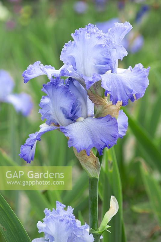 Iris 'Cloud Ballet', un grand iris barbu légèrement parfumé avec des pétales bleu pâle à blancs et tombant avec des bords plus foncés. Fleurs de mai.