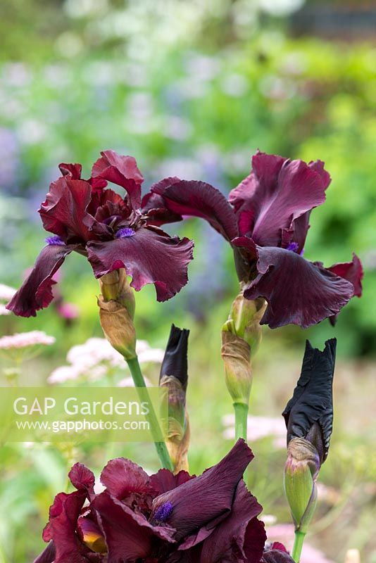 Iris 'Fortunate Son', un iris barbu avec des fleurs bourgogne parfumées à l'orange, riches avec des pétales veloutés et des barbes violettes portées sur des tiges bien ramifiées. Début à mi-saison.