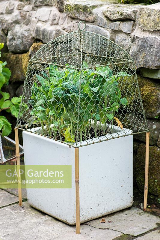 Un pot carré en céramique émaillée avec des Brassicas protégés par une cloche en treillis métallique.