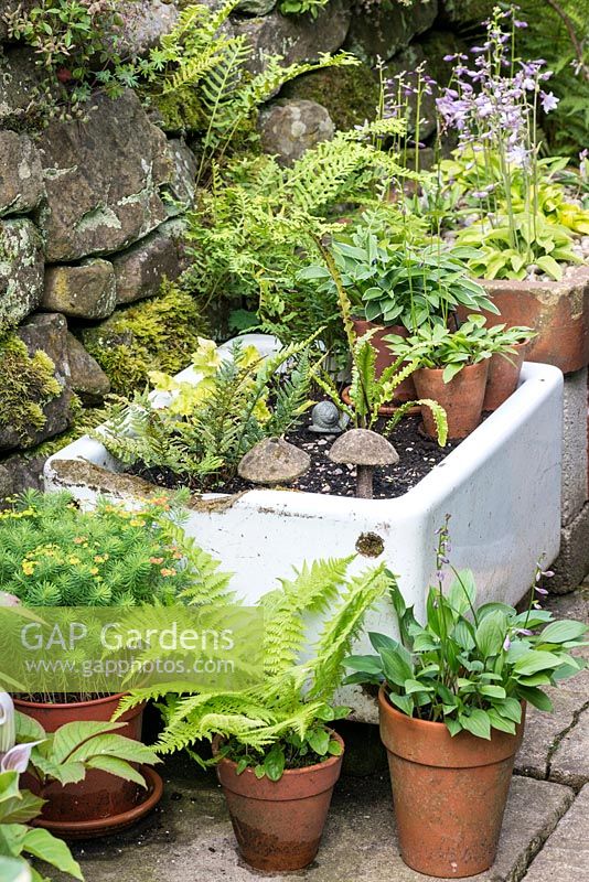 Un jardin pot avec des pots en terre cuite et un évier recyclé planté d'hostas et de fougères.