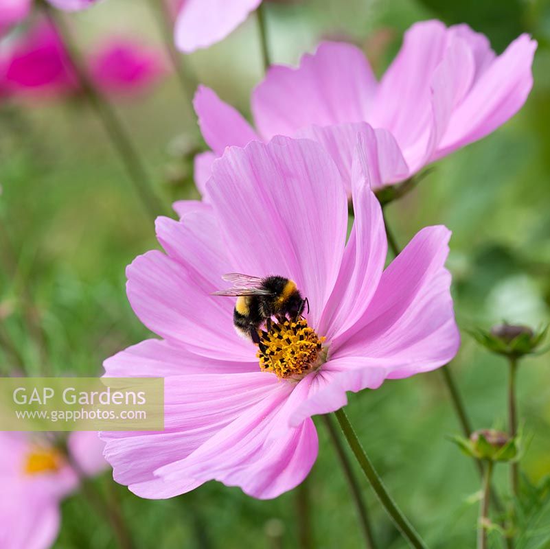 Cosmos bipinnatus Sonata Series, une plante herbacée à fleurs blanches, roses ou rouges à partir de juin. Riche en nectar, aimé des abeilles.