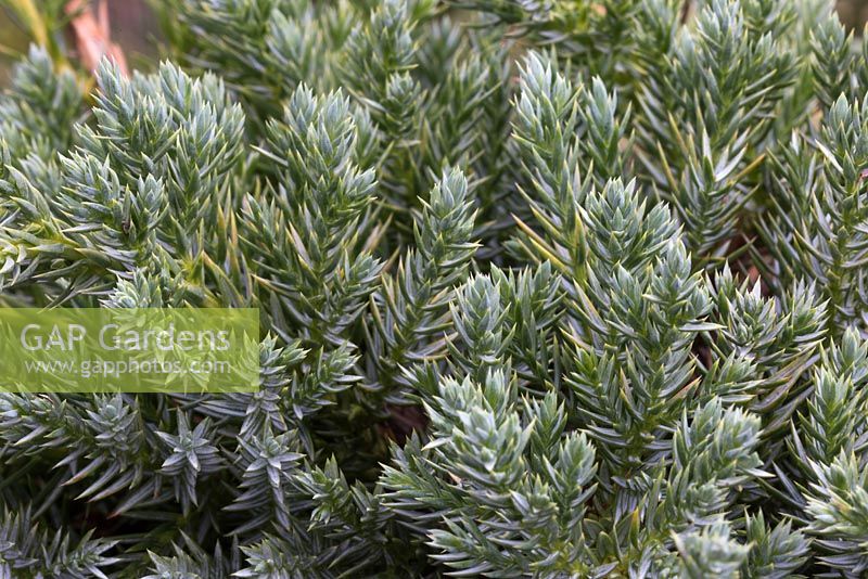 Juniperus squamata 'Blue Carpet'
