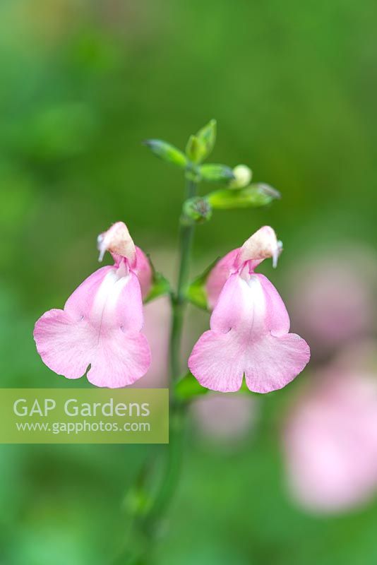 Salvia greggii 'Pink Blush', une petite sauge au port buissonnant compact produisant des fleurs roses de la fin de l'été au début de l'automne.