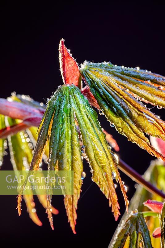 Acer palmatum 'Trompenburg' - Feuilles émergentes