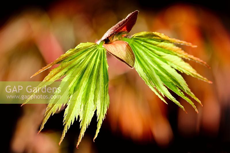 Acer palmatum 'Trompenburg' - Feuilles émergentes