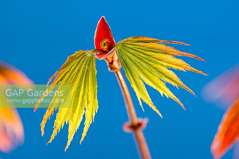 Acer palmatum 'Trompenburg' - Feuilles émergentes