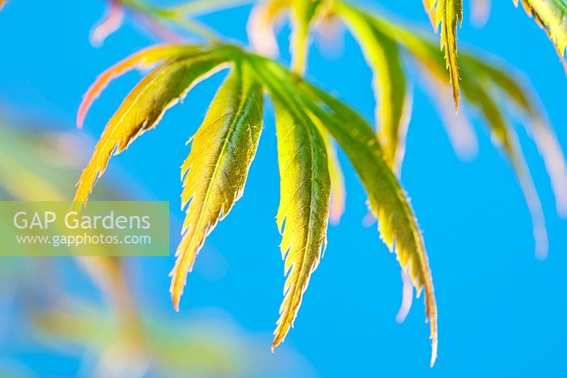 Acer palmatum 'Trompenburg' - Feuilles