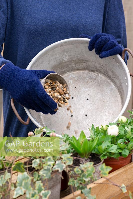 Étape 2. Versez du gravier sur les trous de drainage. Planter une vieille casserole en aluminium au début du printemps.