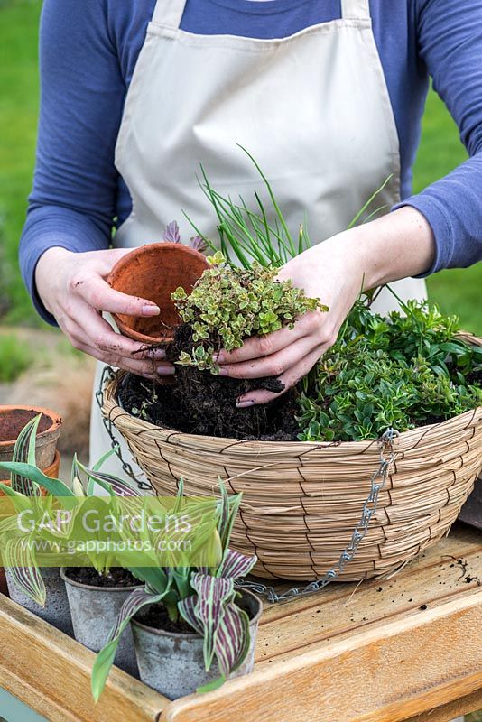 Planter un panier suspendu à la fin du printemps avec des tulipes et des herbes. Plantez l'origano panaché en laissant un espace entre les plantes.