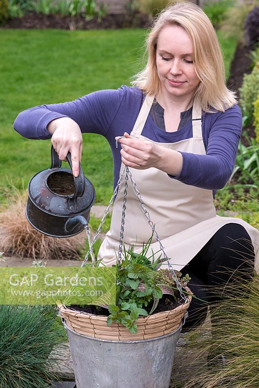 Planter un panier suspendu à la fin du printemps avec des tulipes et des herbes. Arrosez abondamment.