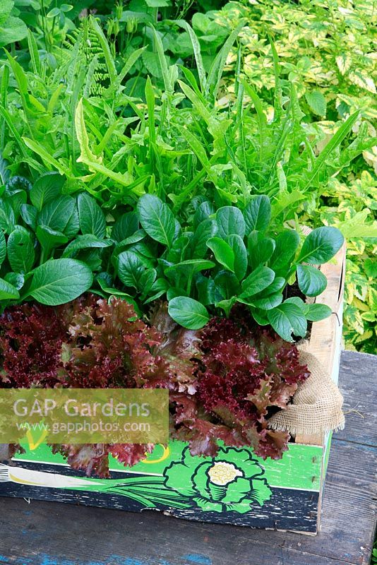 Légumes à salade poussant dans une caisse d'emballage en bois recyclé bordée de toile de jute. Laitue rouge 'Giardini' aux épinards japonais, Komatsuna 'Te - Soto' accompagnée de laitue 'Catalogna '.