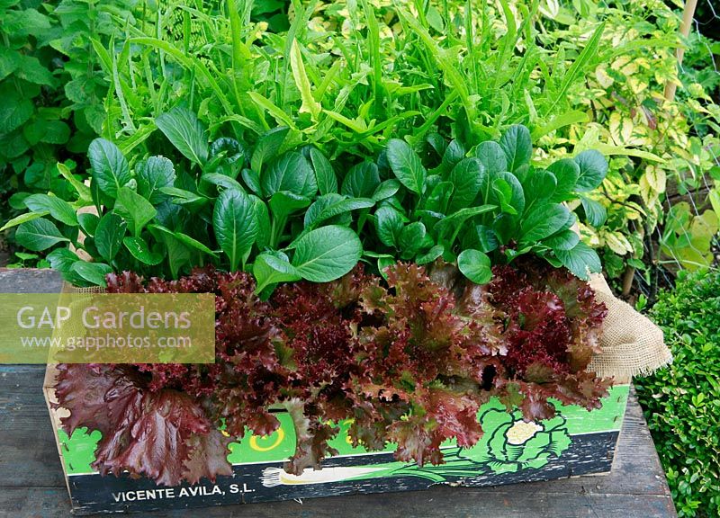 Légumes à salade poussant dans une caisse d'emballage en bois recyclé bordée de toile de jute. Laitue rouge 'Giardini' aux épinards japonais, Komatsuna 'Te - Soto' accompagnée de laitue 'Catalogna '.
