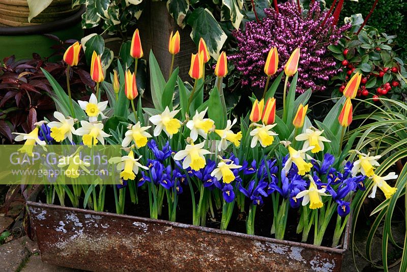 Trois variétés de bulbes à fleurs de printemps alignées dans un tiroir de rangement en métal bien vieilli. Tulipa 'Giuseppe Verdi', Narcissus 'Topolino' et Iris 'Harmony' sur fond de conifères d'hiver et de tiges de cornouiller rouges.