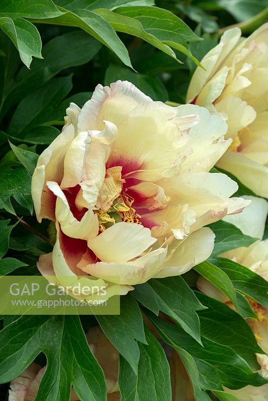 Paeonia 'Callie's Memory', une pivoine hybride Itoh avec des fleurs qui ouvrent le saumon teinté, devenant jaune crème avec l'âge. Floraison en juin.