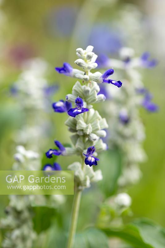 Salvia farinacea 'Strata', une sauge ornementale avec des tiges vert argenté et des masses de fleurs bleu clair.