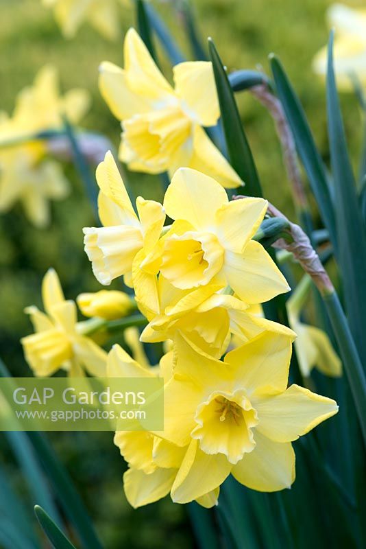 Narcisse 'Verdin', une jonquille à fleurs en forme d'étoile et tasses pâles, plusieurs fleurs par tige, fleurissant en avril.