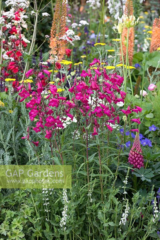 Le Harrods British Eccentics Garden, RHS Chelsea Flower Show. Un bouquet de Penstemon 'grenat' dans un parterre de fleurs vivaces. Concepteur: Diarmuid Gavin. Commanditaire: Harrods.