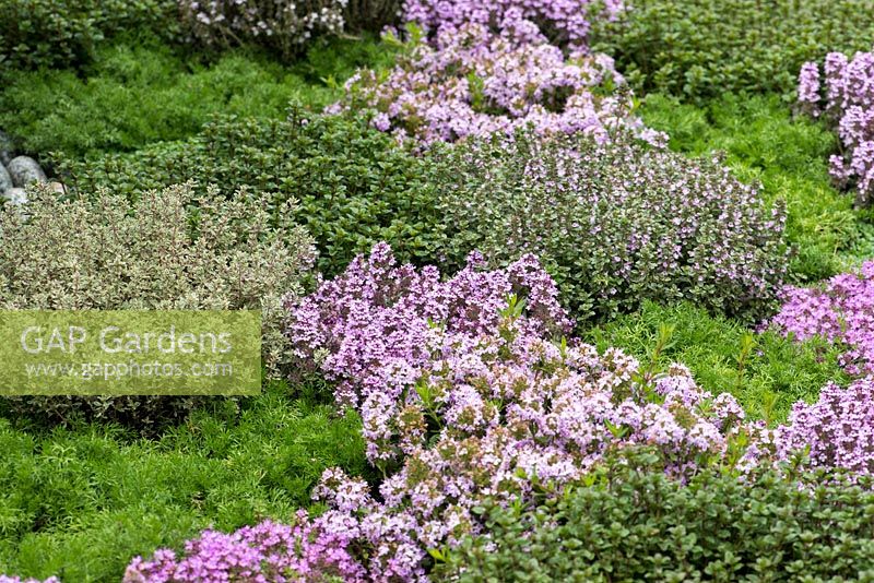 Un apothicaire moderne. Un parterre de fleurs planté de différentes variétés de thym. Concepteur: Jekka McVicar. RHS Chelsea Flower Show 2016