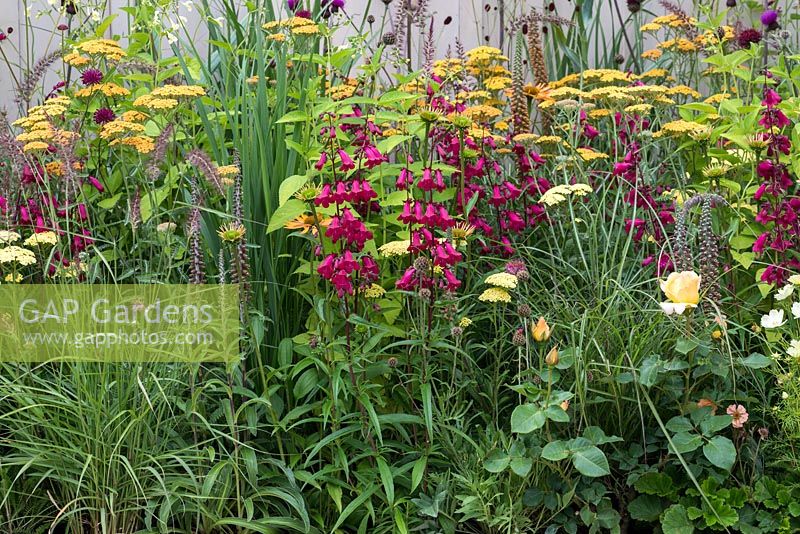 Un parterre de fleurs mélangé avec Penstemon, Achillea, Rosa, Pennisetum et Digitalis. Jardin du 80e anniversaire de Squires conçu par Catherine Macdonald.