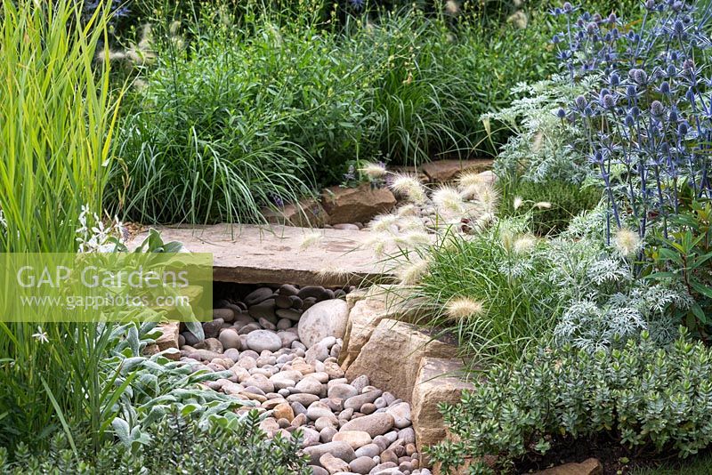 Parterre de cours d'eau sec flanqué de Pennisetum, Eryngium, Guara, salvia et Hebe. The Drought Garden conçu par Steve Dimmock.