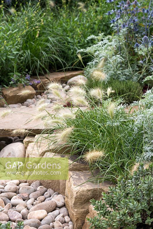 Parterre de cours d'eau sec flanqué de Pennisetum villosum. The Drought Garden conçu par Steve Dimmock.