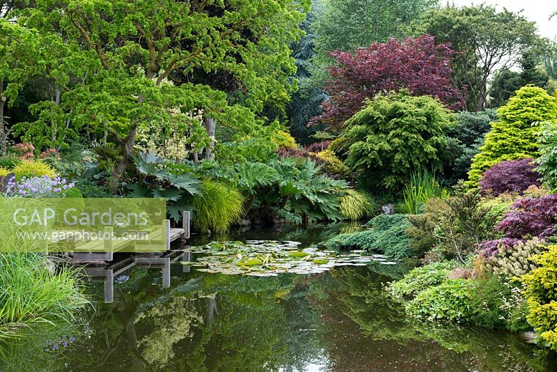 Une piscine avec terrasse en bois, bordée de gunnera, rheum, conifères, acers et iris.