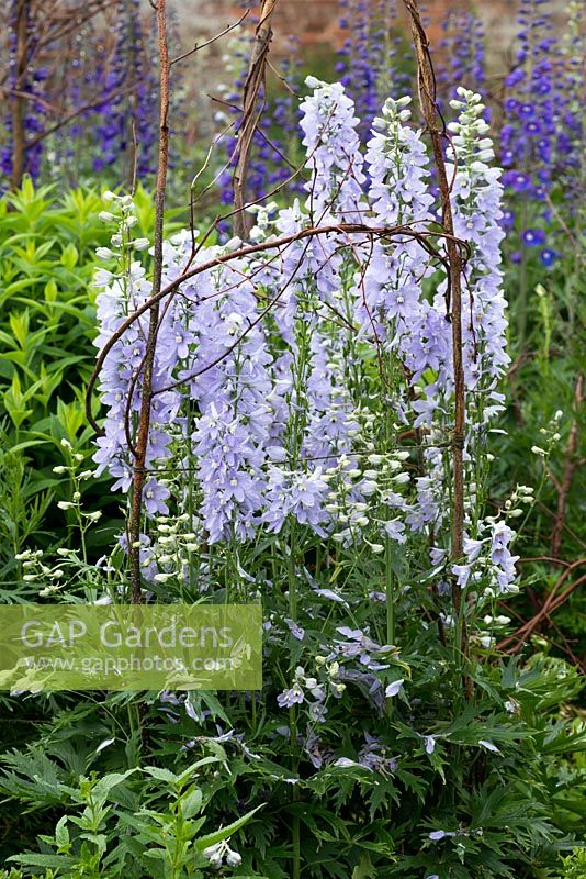 Un support naturel réalisé à partir de branches taillées supportant les Delphiniums.