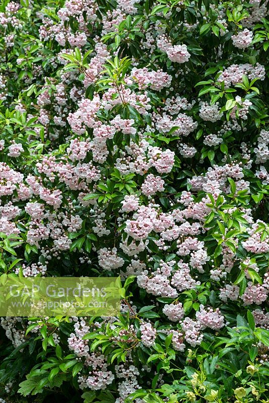 Kalmia latifolia, laurier de montagne, un arbuste à feuillage persistant de taille moyenne avec des feuilles vert foncé brillant et de grandes grappes de fleurs roses.