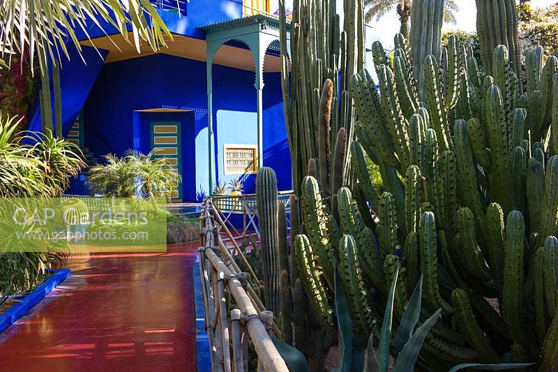 Cactus à côté d'un chemin menant à la villa-studio du Jardin Majorelle. Créé par Jacques Majorelle et développé par Yves Saint Laurent et Pierre Bergé, Marrakech, Maroc