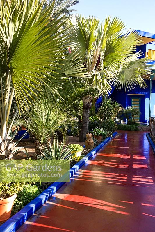 Palmiers à côté d'un chemin menant à la villa-studio du Jardin Majorelle. Créé par Jacques Majorelle et développé par Yves Saint Laurent et Pierre Bergé, Marrakech, Maroc