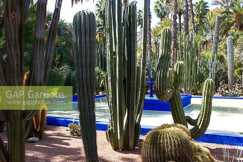 Cactus au bord d'une piscine dans le Jardin Majorelle. Créé par Jacques Majorelle et développé par Yves Saint Laurent et Pierre Bergé, Marrakech, Maroc