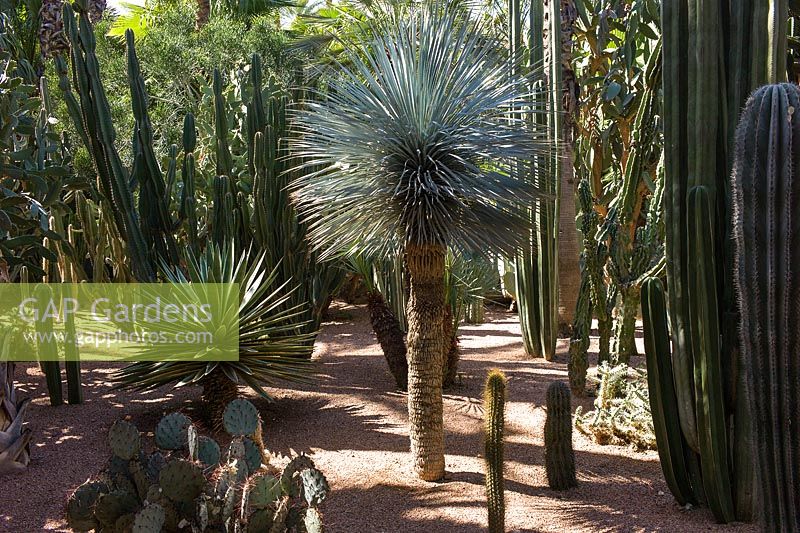Cactus au Jardin Majorelle. Créé par Jacques Majorelle et développé par Yves Saint Laurent et Pierre Bergé, Marrakech, Maroc