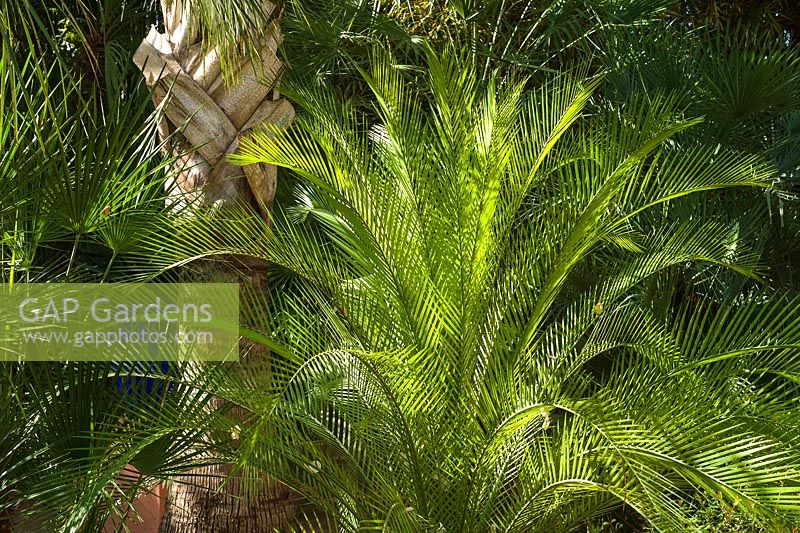 Palmiers - Phoenix dans le Jardin Majorelle. Créé par Jacques Majorelle et développé par Yves Saint Laurent et Pierre Berg, Marrakech, Maroc