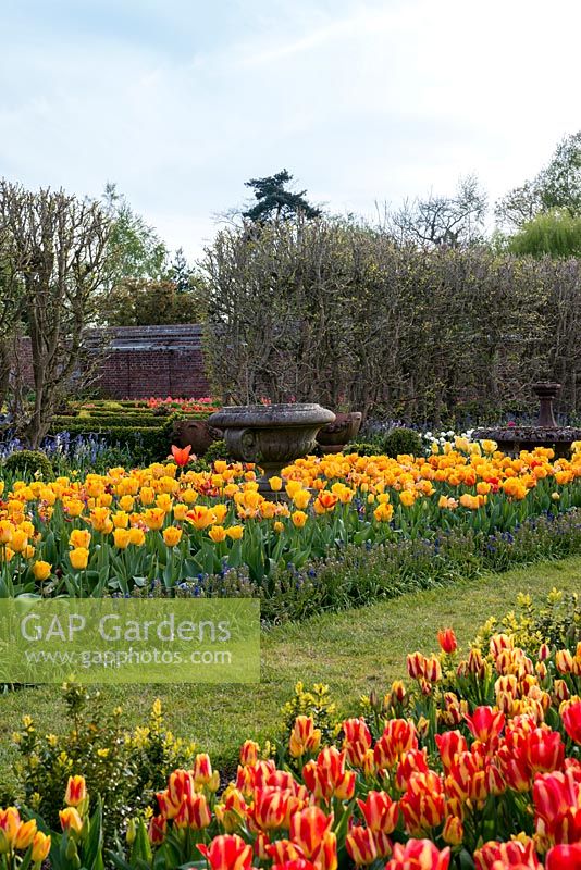 Un jardin clos et un parterre de sources chaudes avec Tulipa 'Olympic Flame', 'Blushing Apeldoorn', 'Golden Apeldoorn' entouré de jacinthes de raisin.