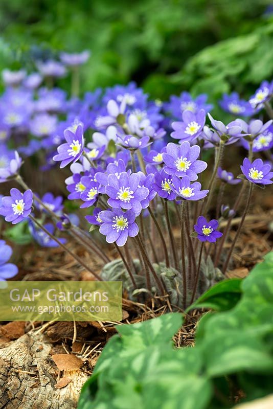 Hepatica nobilis 'Blue Shades', vivace à feuillage persillé persillé et à fleurs simples brillantes, de mars à mai.