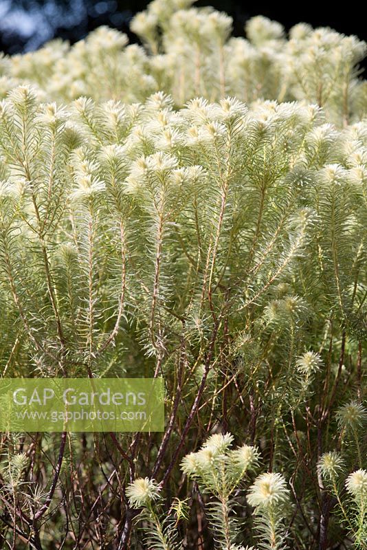 Adenanthos sericeus, Woolly Bush, petit arbuste originaire d'Australie au feuillage gris et vert recouvert de poils blancs doux.