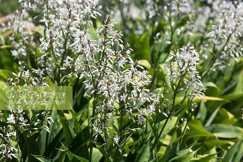 Arthropodium cirratum, Renga Renga Lily, un parterre de plantes herbacées vivaces touffues avec de larges feuilles à lanières et des fleurs de lys blanc.