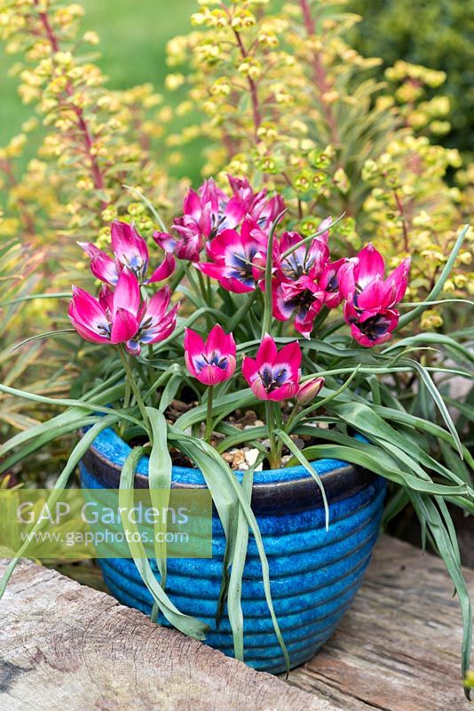 Tulipa hageri 'Little Beauty' dans un pot en céramique bleu.