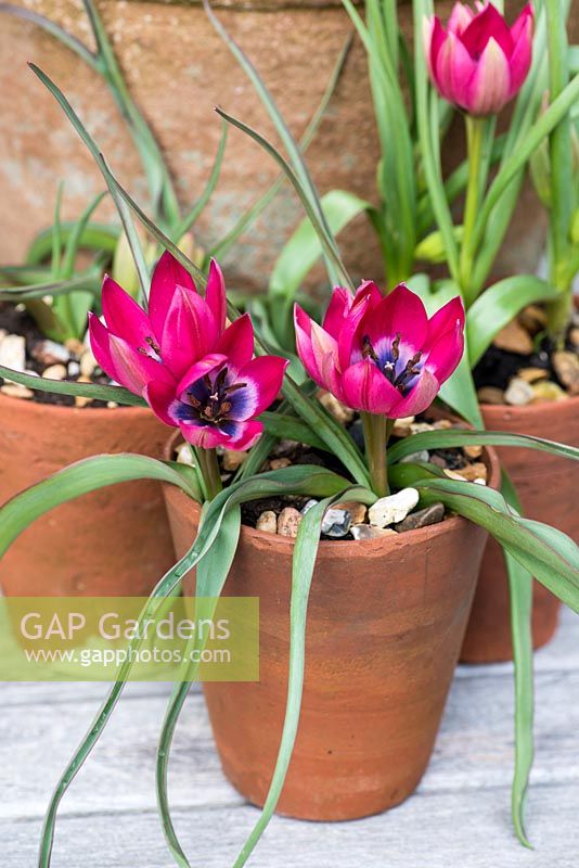 Pots en terre cuite plantés de Tulipa hageri 'Little Beauty '.