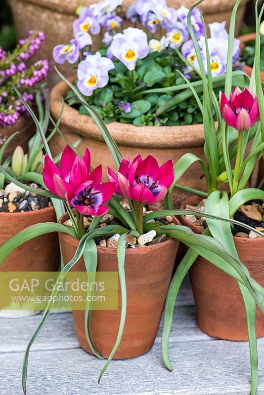 Pots en terre cuite plantés de Tulipa hageri 'Little Beauty', d'alto et de bruyère.